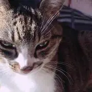 いとの画像