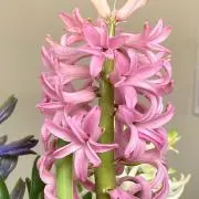 ヒヤシンス