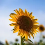 ひまわりの画像