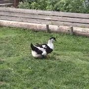 おもちの画像