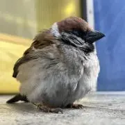たまの画像