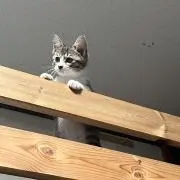 にいやんの画像