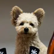 まめの画像