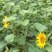 ひまわりの画像