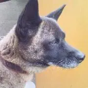 紙片屋の画像