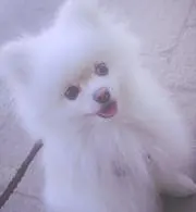 mipo