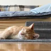 くろ太郎の画像