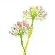 花の画像
