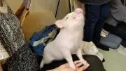 あんずの画像