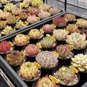 植物アトリエsoriの画像