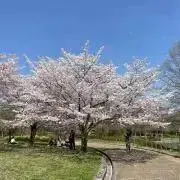 マンシェリーの画像