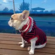 うめの画像