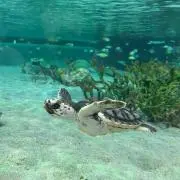 アヤの画像