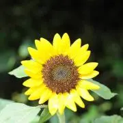 向日葵の画像