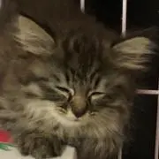 とらの画像