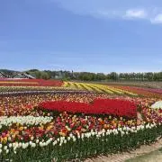 ☆kinopico☆の画像