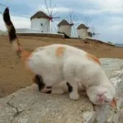 51