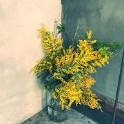 めだか