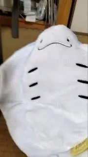 エイの画像