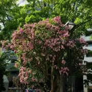 メロディ
