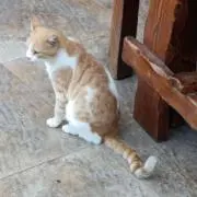 まなていの画像