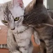 あずきの画像