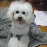 マルちゃん