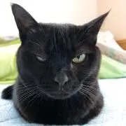 ルリへいの画像