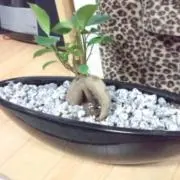 ねこちんの画像