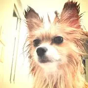 ツルの画像