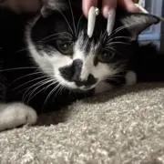 すっちゃんの画像