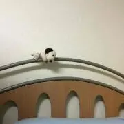 まーくんの画像