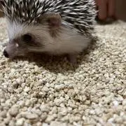hedgehog