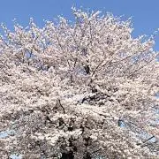 野球ママの画像