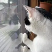 もふの画像