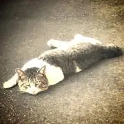 たいし