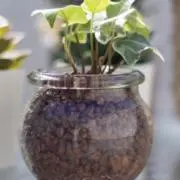 まりもの画像