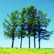 KaRashiの画像