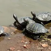 あんの画像