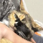 うかの画像