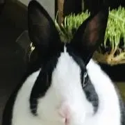♧ ぱん ♧の画像