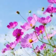 ＊花＊