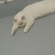 Kの画像