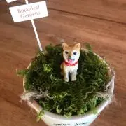 さゆりの画像