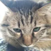 モフモフの猫の画像