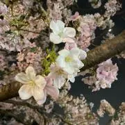 フラミンゴの画像