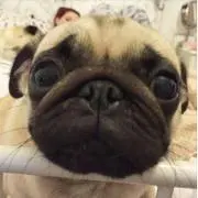 グレナダの画像