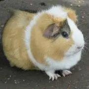 ちこの画像