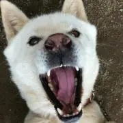 ハチキチ