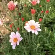 アチャモの画像